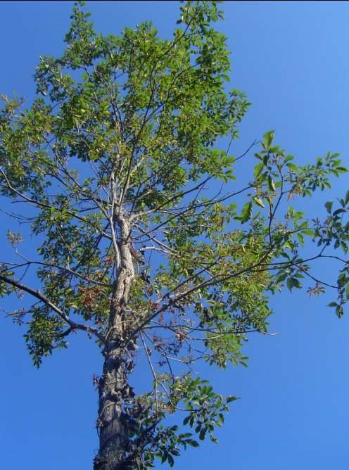Tarumã, a árvore que empresta seu nome à nossa cidade